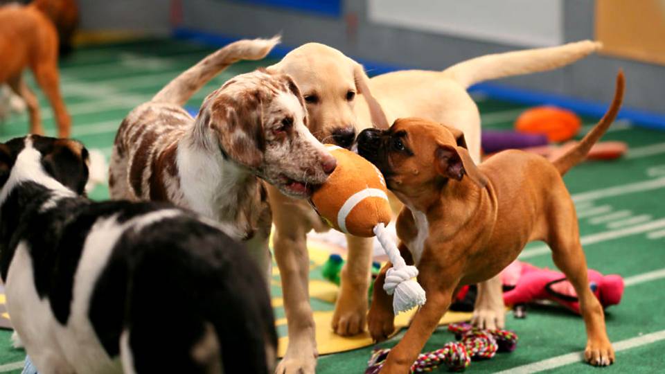 Image result for the puppy bowl