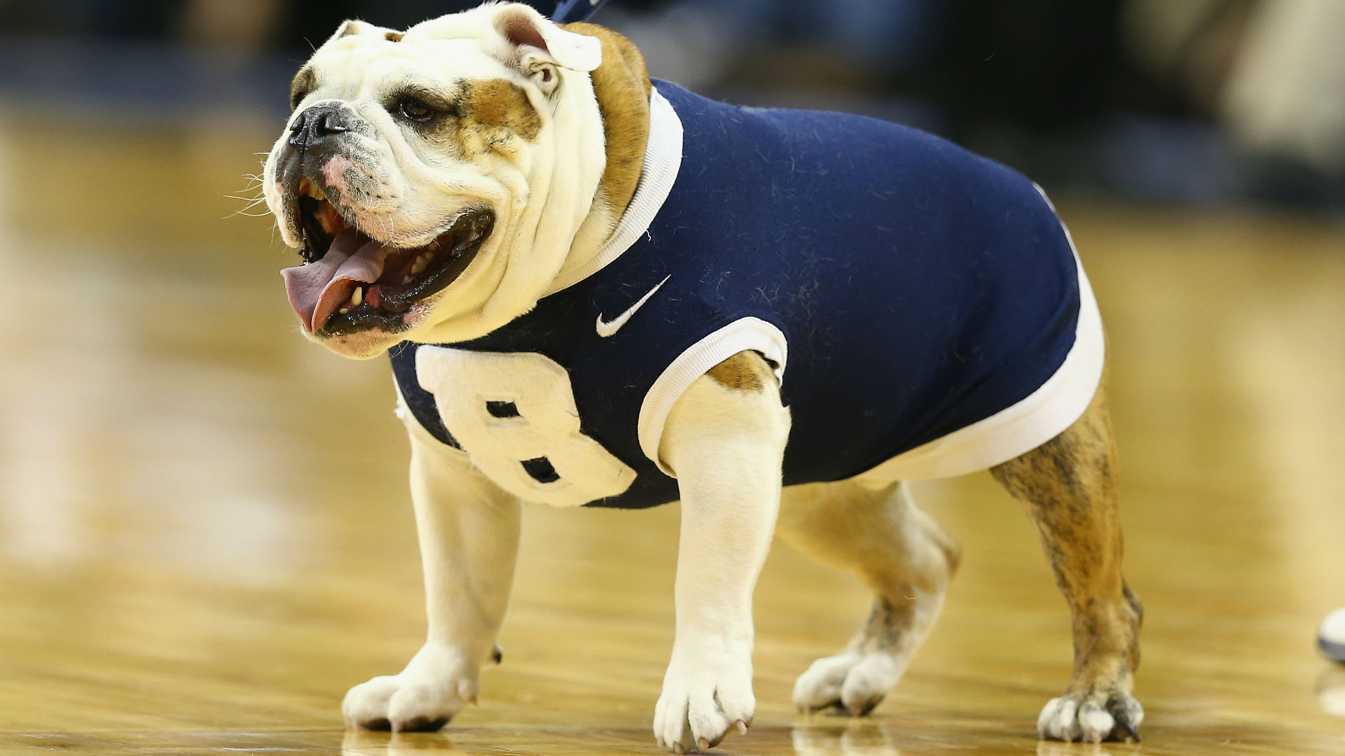 Butler Blue III denied access to PNC Arena, enraging humans and canines ...