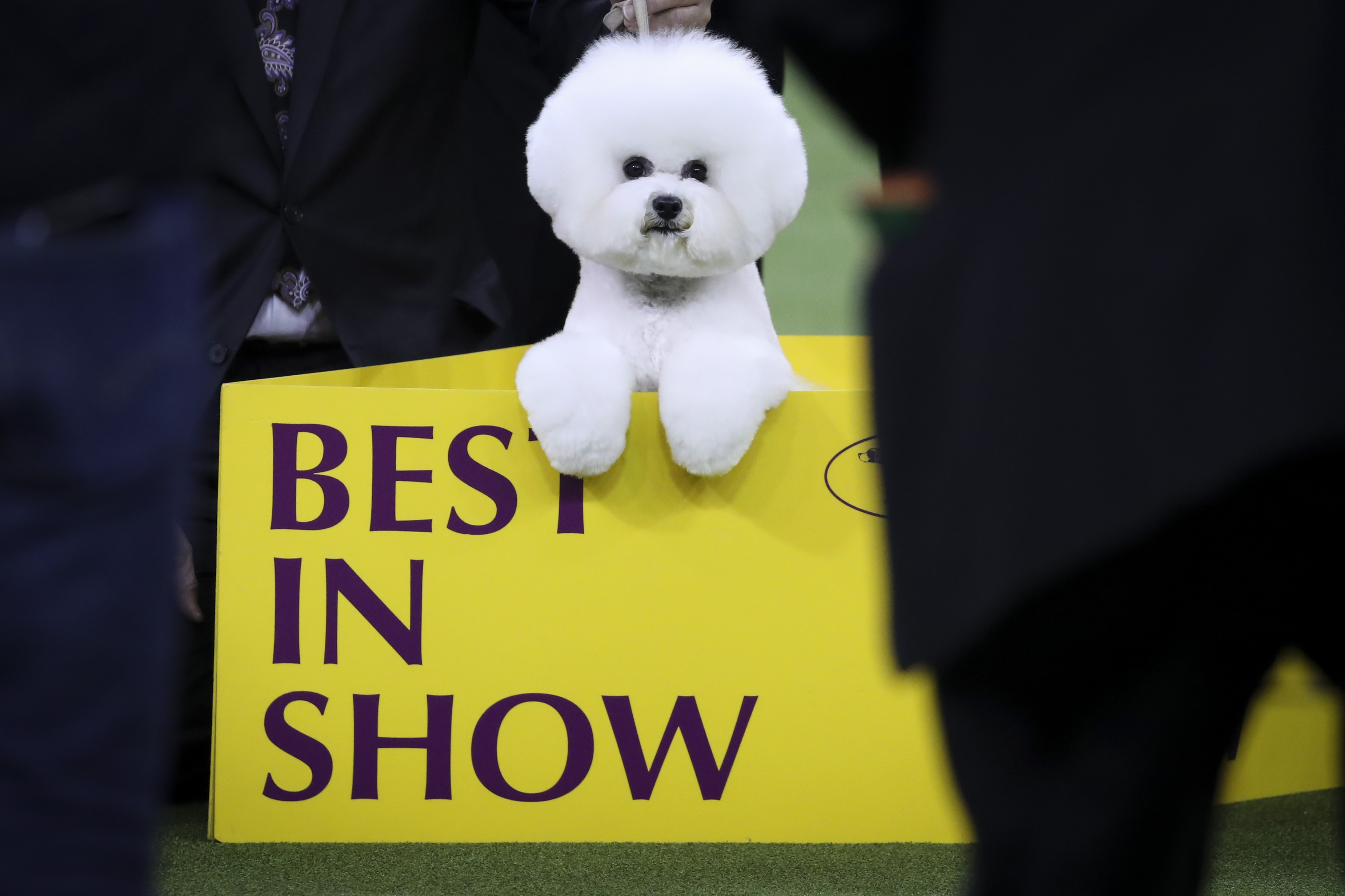 2018 Show Dogs